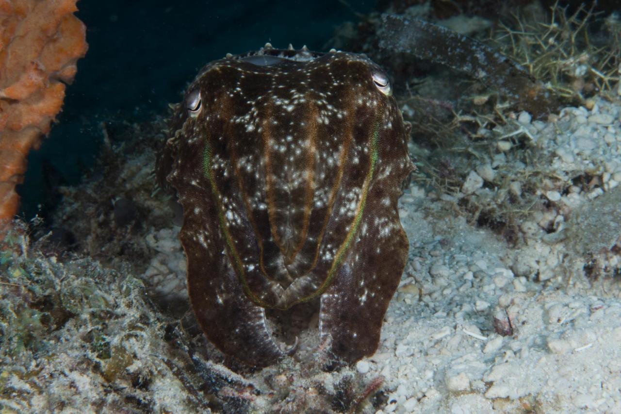 Dive Spot Asia Beach Resort Boljoon Esterno foto