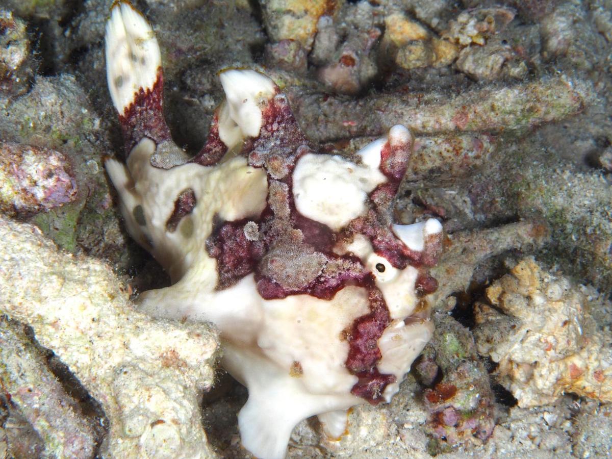 Dive Spot Asia Beach Resort Boljoon Esterno foto