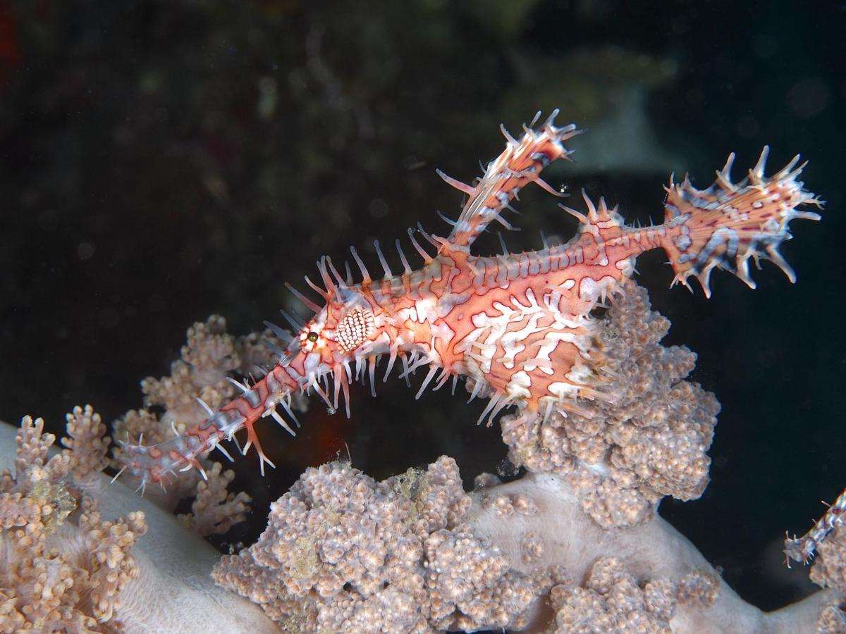 Dive Spot Asia Beach Resort Boljoon Esterno foto