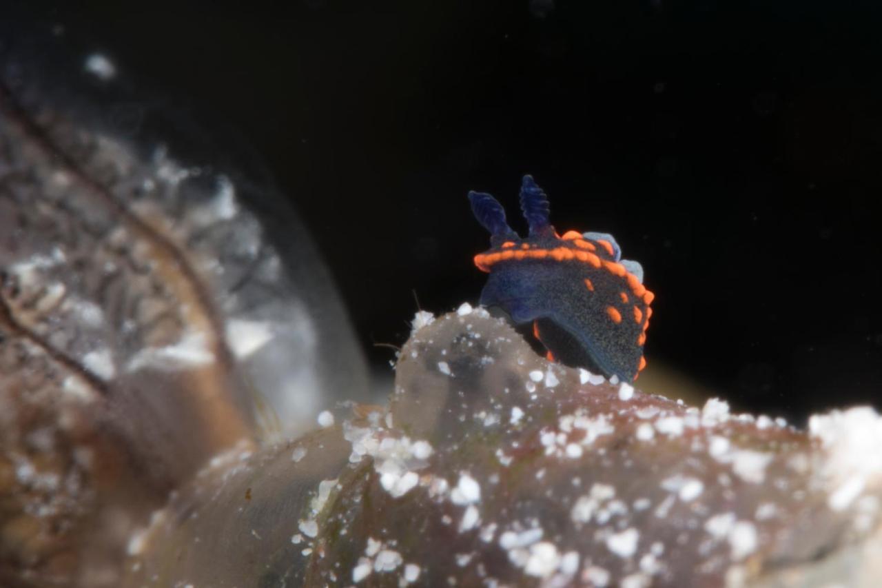 Dive Spot Asia Beach Resort Boljoon Esterno foto